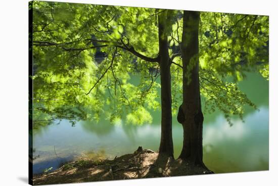 European Beech Tree(Fagus Sylvatica) by Lake with Wind Blowing Leaves, Morske Oko Reserve, Slovakia-Wothe-Stretched Canvas