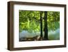 European Beech Tree(Fagus Sylvatica) by Lake with Wind Blowing Leaves, Morske Oko Reserve, Slovakia-Wothe-Framed Photographic Print