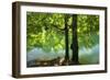 European Beech Tree(Fagus Sylvatica) by Lake with Wind Blowing Leaves, Morske Oko Reserve, Slovakia-Wothe-Framed Photographic Print