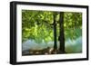 European Beech Tree(Fagus Sylvatica) by Lake with Wind Blowing Leaves, Morske Oko Reserve, Slovakia-Wothe-Framed Photographic Print