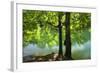 European Beech Tree(Fagus Sylvatica) by Lake with Wind Blowing Leaves, Morske Oko Reserve, Slovakia-Wothe-Framed Photographic Print