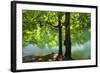 European Beech Tree(Fagus Sylvatica) by Lake with Wind Blowing Leaves, Morske Oko Reserve, Slovakia-Wothe-Framed Photographic Print