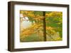 European Beech Tree (Fagus Sylvatica) by Proscansko Lake, Upper Lakes, Plitvice Lakes Np, Croatia-Biancarelli-Framed Photographic Print