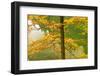 European Beech Tree (Fagus Sylvatica) by Proscansko Lake, Upper Lakes, Plitvice Lakes Np, Croatia-Biancarelli-Framed Photographic Print