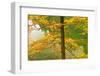 European Beech Tree (Fagus Sylvatica) by Proscansko Lake, Upper Lakes, Plitvice Lakes Np, Croatia-Biancarelli-Framed Photographic Print