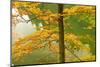 European Beech Tree (Fagus Sylvatica) by Proscansko Lake, Upper Lakes, Plitvice Lakes Np, Croatia-Biancarelli-Mounted Photographic Print