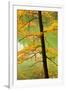 European Beech Tree (Fagus Sylvatica) by Proscansko Lake, Upper Lakes, Plitvice Lakes Np, Croatia-Biancarelli-Framed Photographic Print