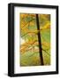 European Beech Tree (Fagus Sylvatica) by Proscansko Lake, Upper Lakes, Plitvice Lakes Np, Croatia-Biancarelli-Framed Photographic Print