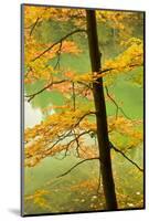 European Beech Tree (Fagus Sylvatica) by Proscansko Lake, Upper Lakes, Plitvice Lakes Np, Croatia-Biancarelli-Mounted Photographic Print