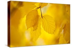 European Beech Tree {Fagus Sylvatica} Yellow Leaves in Autumn, Sence Valley, Leicestershire, UK-Ross Hoddinott-Stretched Canvas