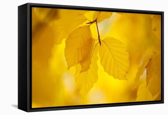 European Beech Tree {Fagus Sylvatica} Yellow Leaves in Autumn, Sence Valley, Leicestershire, UK-Ross Hoddinott-Framed Stretched Canvas