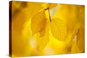 European Beech Tree {Fagus Sylvatica} Yellow Leaves in Autumn, Sence Valley, Leicestershire, UK-Ross Hoddinott-Stretched Canvas