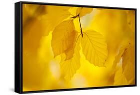 European Beech Tree {Fagus Sylvatica} Yellow Leaves in Autumn, Sence Valley, Leicestershire, UK-Ross Hoddinott-Framed Stretched Canvas