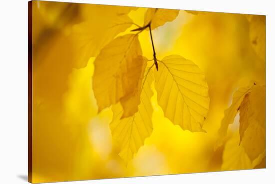 European Beech Tree {Fagus Sylvatica} Yellow Leaves in Autumn, Sence Valley, Leicestershire, UK-Ross Hoddinott-Stretched Canvas