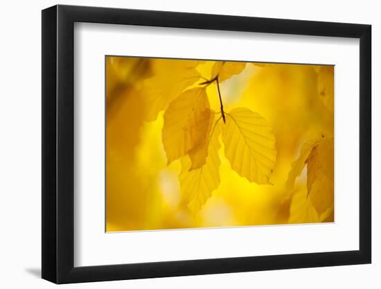 European Beech Tree {Fagus Sylvatica} Yellow Leaves in Autumn, Sence Valley, Leicestershire, UK-Ross Hoddinott-Framed Premium Photographic Print