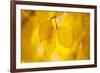 European Beech Tree {Fagus Sylvatica} Yellow Leaves in Autumn, Sence Valley, Leicestershire, UK-Ross Hoddinott-Framed Photographic Print