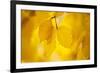 European Beech Tree {Fagus Sylvatica} Yellow Leaves in Autumn, Sence Valley, Leicestershire, UK-Ross Hoddinott-Framed Photographic Print