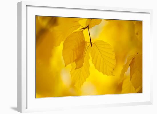 European Beech Tree {Fagus Sylvatica} Yellow Leaves in Autumn, Sence Valley, Leicestershire, UK-Ross Hoddinott-Framed Photographic Print