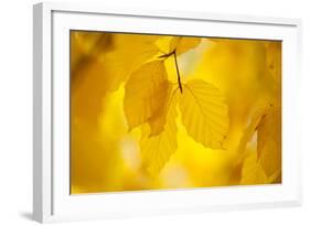 European Beech Tree {Fagus Sylvatica} Yellow Leaves in Autumn, Sence Valley, Leicestershire, UK-Ross Hoddinott-Framed Photographic Print