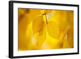 European Beech Tree {Fagus Sylvatica} Yellow Leaves in Autumn, Sence Valley, Leicestershire, UK-Ross Hoddinott-Framed Photographic Print