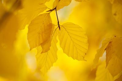 https://imgc.allpostersimages.com/img/posters/european-beech-tree-fagus-sylvatica-yellow-leaves-in-autumn-sence-valley-leicestershire-uk_u-L-Q10O6900.jpg?artPerspective=n