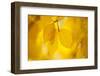 European Beech Tree {Fagus Sylvatica} Yellow Leaves in Autumn, Sence Valley, Leicestershire, UK-Ross Hoddinott-Framed Photographic Print