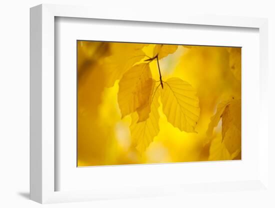 European Beech Tree {Fagus Sylvatica} Yellow Leaves in Autumn, Sence Valley, Leicestershire, UK-Ross Hoddinott-Framed Photographic Print