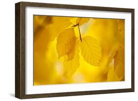 European Beech Tree {Fagus Sylvatica} Yellow Leaves in Autumn, Sence Valley, Leicestershire, UK-Ross Hoddinott-Framed Photographic Print