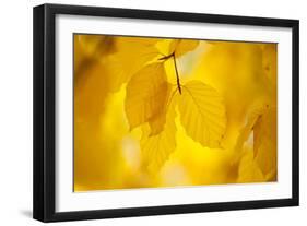 European Beech Tree {Fagus Sylvatica} Yellow Leaves in Autumn, Sence Valley, Leicestershire, UK-Ross Hoddinott-Framed Photographic Print