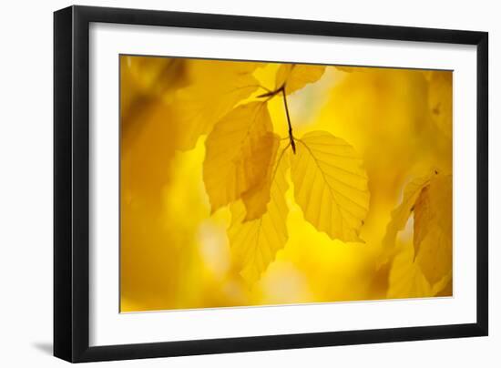 European Beech Tree {Fagus Sylvatica} Yellow Leaves in Autumn, Sence Valley, Leicestershire, UK-Ross Hoddinott-Framed Photographic Print