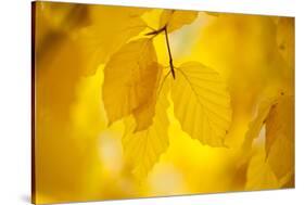 European Beech Tree {Fagus Sylvatica} Yellow Leaves in Autumn, Sence Valley, Leicestershire, UK-Ross Hoddinott-Stretched Canvas