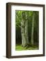 European Beech Trees (Fagus Sylvatica) Pollino National Park, Basilicata, Italy, June 2009-Müller-Framed Photographic Print