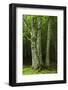 European Beech Trees (Fagus Sylvatica) Pollino National Park, Basilicata, Italy, June 2009-Müller-Framed Photographic Print