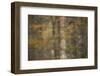 European Beech Trees (Fagus Sylvatica) with Autumnal Leaves in Forest, Pollino, Basilicata, Italy-Müller-Framed Photographic Print