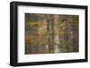 European Beech Trees (Fagus Sylvatica) with Autumnal Leaves in Forest, Pollino, Basilicata, Italy-Müller-Framed Photographic Print