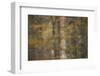 European Beech Trees (Fagus Sylvatica) with Autumnal Leaves in Forest, Pollino, Basilicata, Italy-Müller-Framed Photographic Print