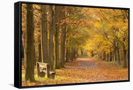 European Beech Trees in Autumn, Beacon Hill Country Park, the National Forest, Leicestershire, UK-Ross Hoddinott-Framed Stretched Canvas