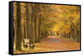 European Beech Trees in Autumn, Beacon Hill Country Park, the National Forest, Leicestershire, UK-Ross Hoddinott-Framed Stretched Canvas