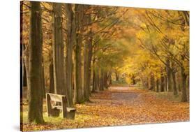 European Beech Trees in Autumn, Beacon Hill Country Park, the National Forest, Leicestershire, UK-Ross Hoddinott-Stretched Canvas