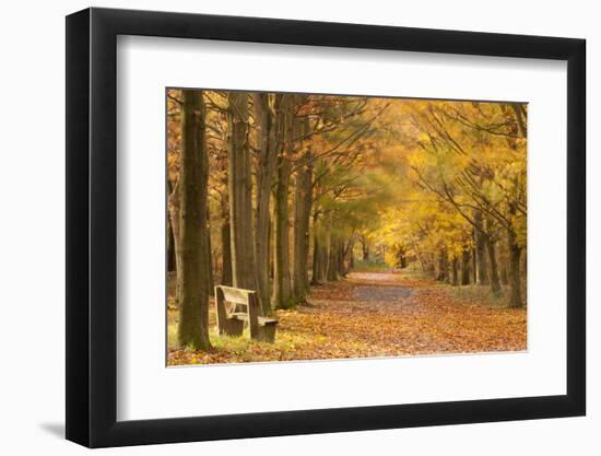 European Beech Trees in Autumn, Beacon Hill Country Park, the National Forest, Leicestershire, UK-Ross Hoddinott-Framed Photographic Print