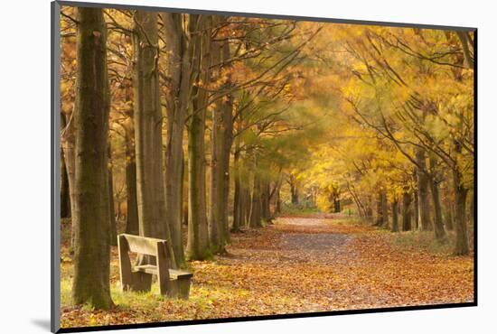 European Beech Trees in Autumn, Beacon Hill Country Park, the National Forest, Leicestershire, UK-Ross Hoddinott-Mounted Photographic Print