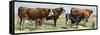 European Beef Cattle and a Dairy Cow-null-Framed Stretched Canvas
