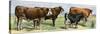 European Beef Cattle and a Dairy Cow-null-Stretched Canvas
