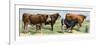 European Beef Cattle and a Dairy Cow-null-Framed Giclee Print