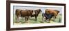 European Beef Cattle and a Dairy Cow-null-Framed Giclee Print