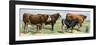 European Beef Cattle and a Dairy Cow-null-Framed Giclee Print