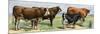 European Beef Cattle and a Dairy Cow-null-Mounted Giclee Print