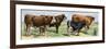 European Beef Cattle and a Dairy Cow-null-Framed Premium Giclee Print