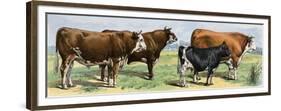 European Beef Cattle and a Dairy Cow-null-Framed Premium Giclee Print