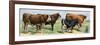 European Beef Cattle and a Dairy Cow-null-Framed Premium Giclee Print